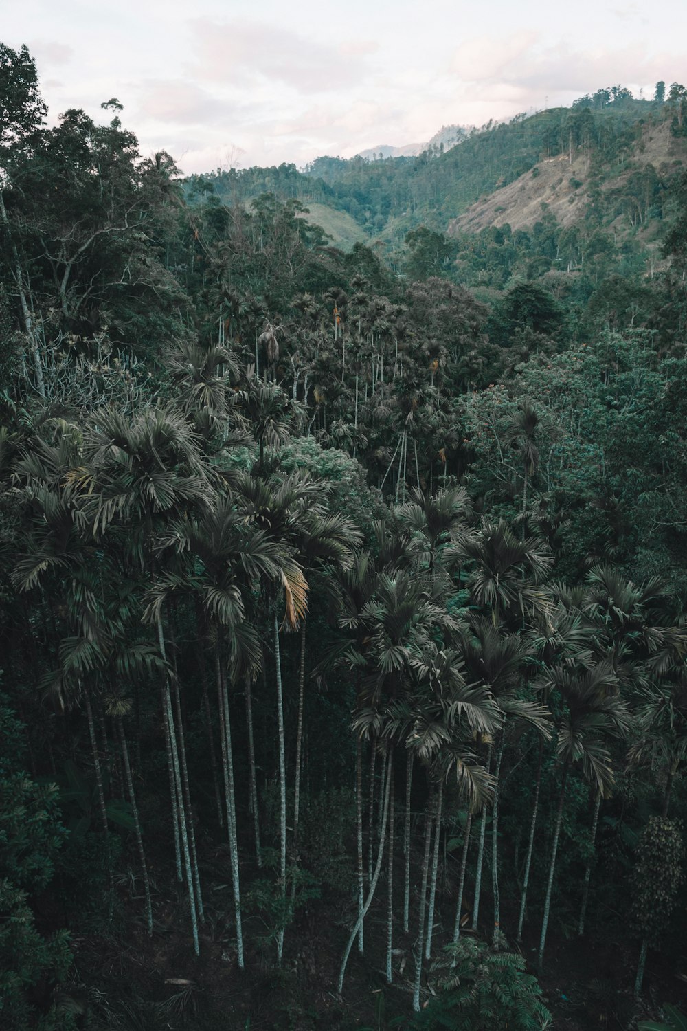 green-leafed trees