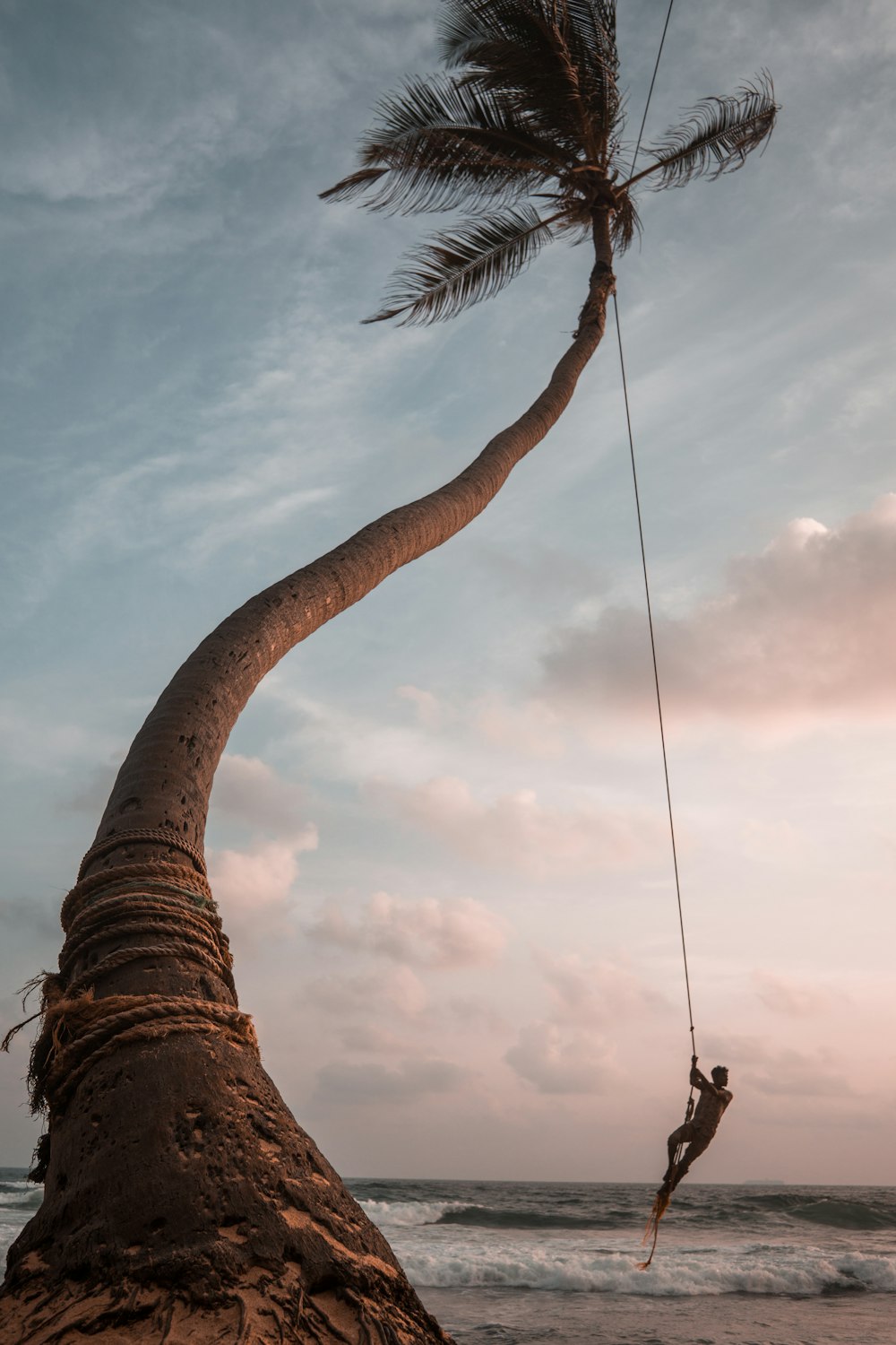 man swinging on coconut tree