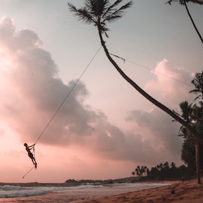 man swinging on coconut tree