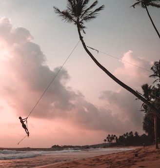 man swinging on coconut tree