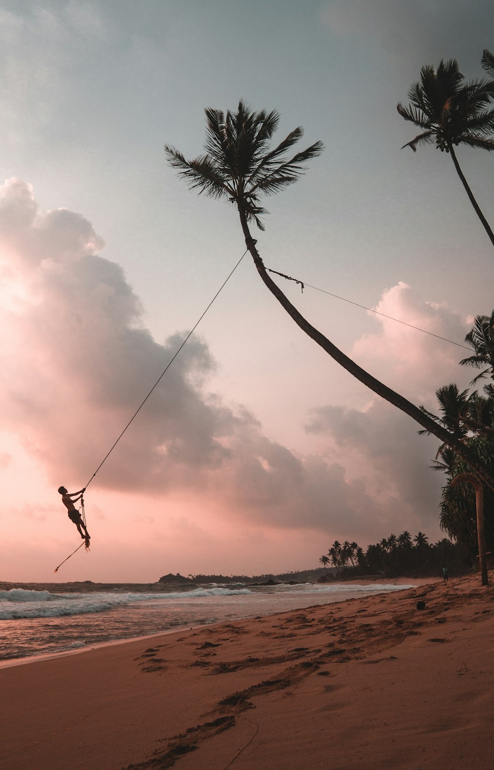 man swinging on coconut tree