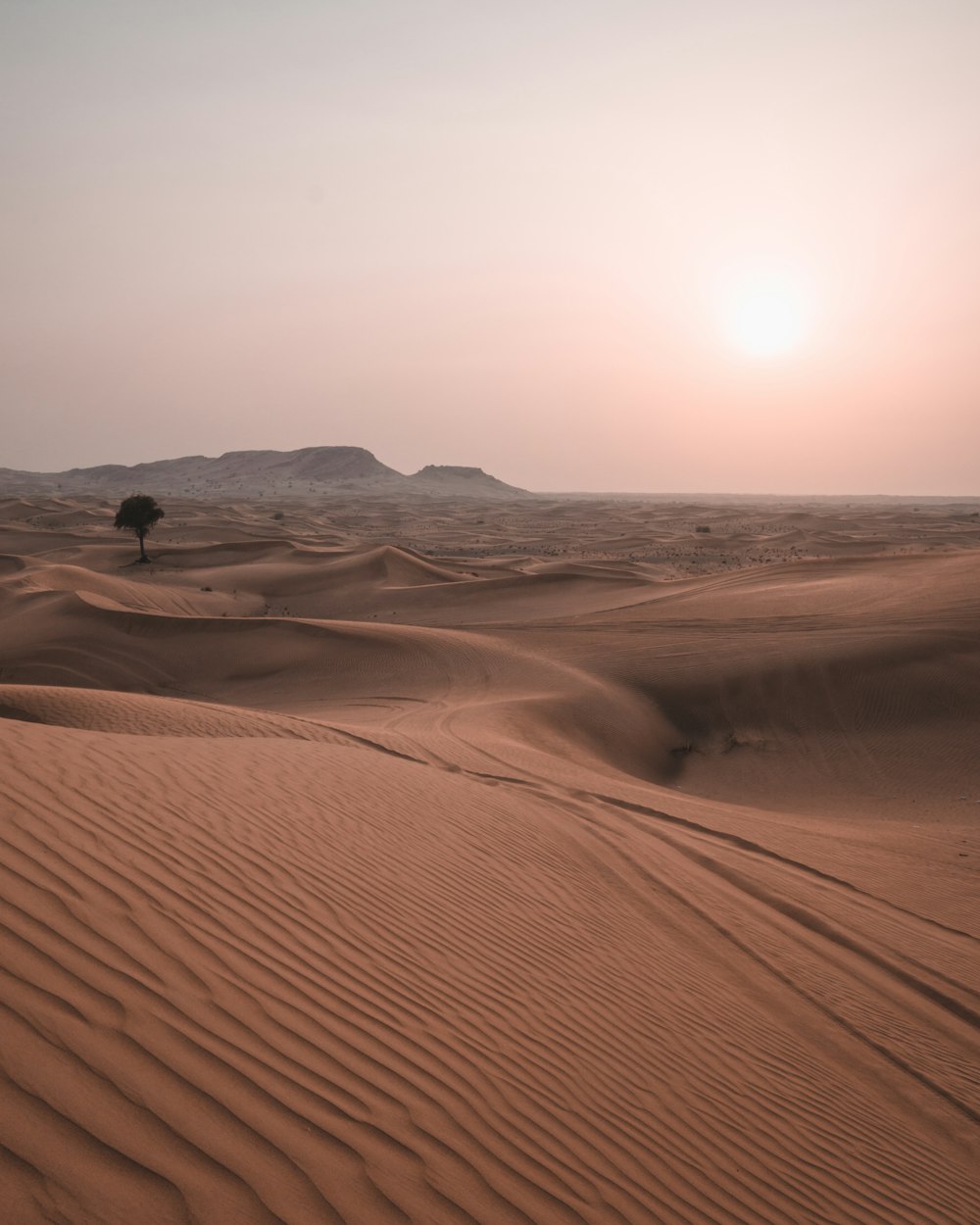 a lone tree in the middle of a desert