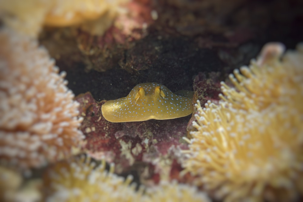 yellow and white sea creature