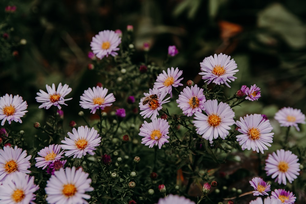 white and yellow petaled flowers