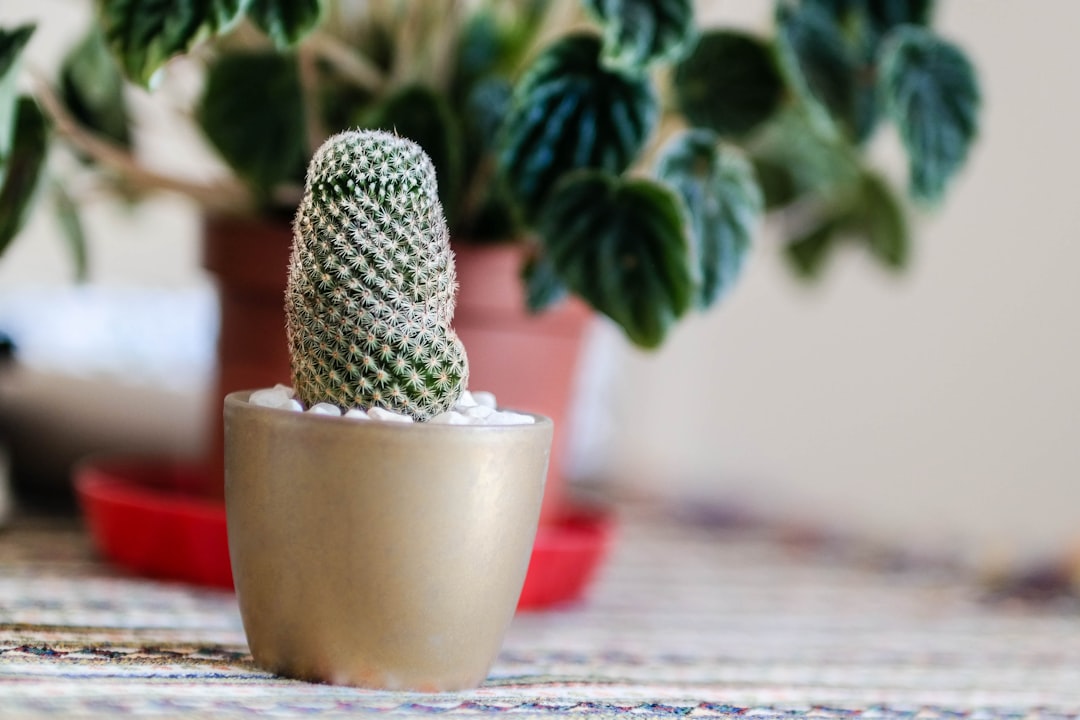 green cactus plant