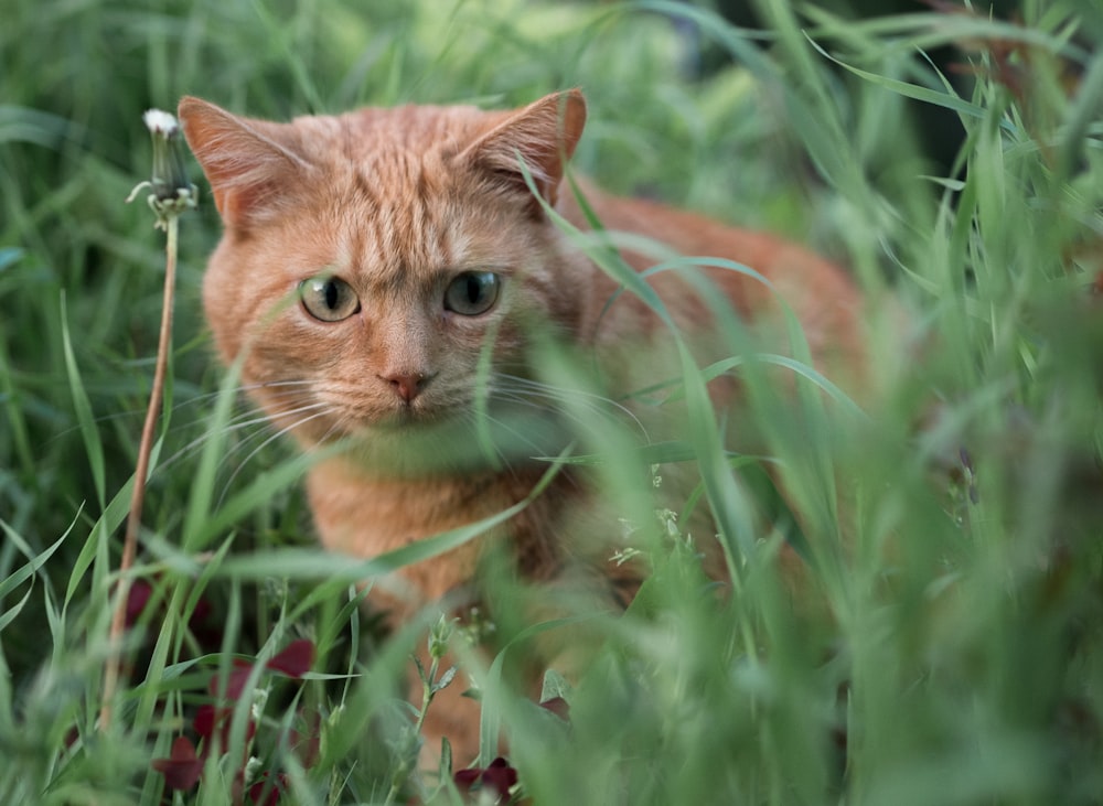 orange tabby cat in grass field