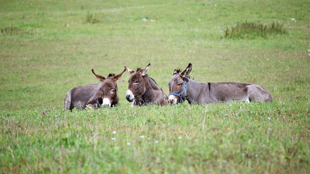 three gray donkeys on field