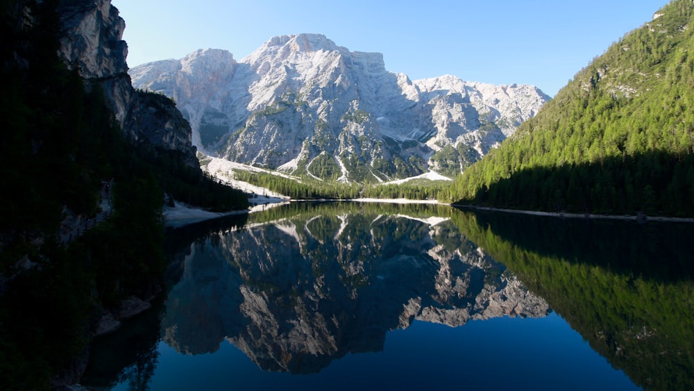 trees beside lake