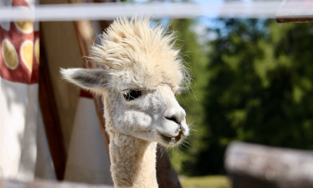 white alpacas