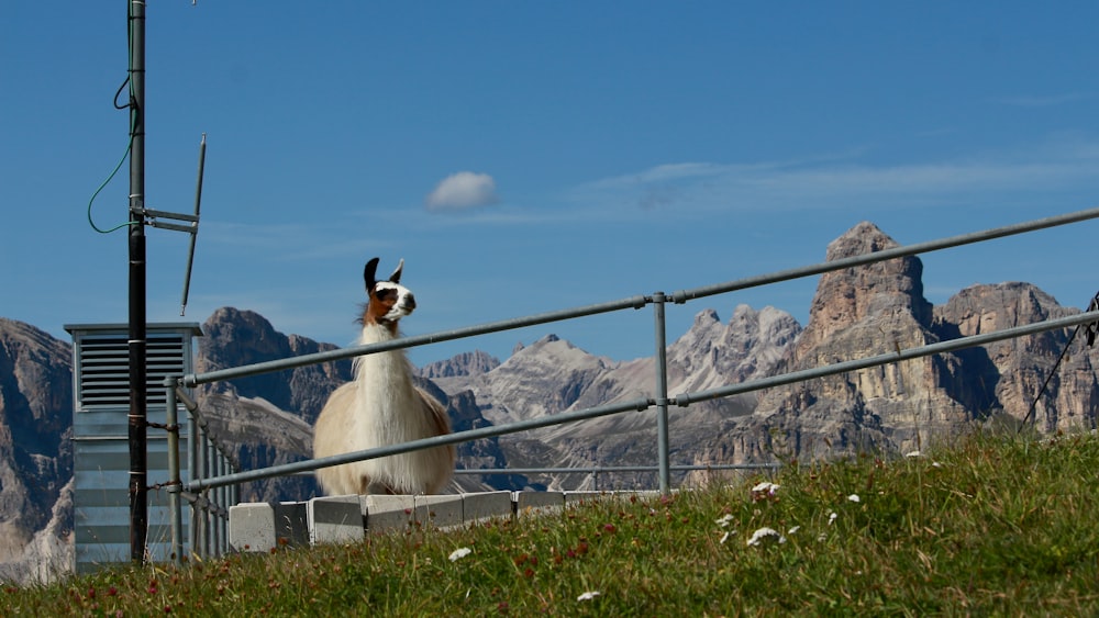 llama standing beside fence