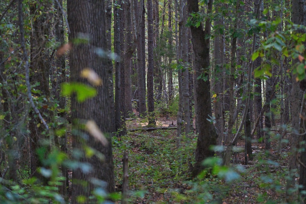 tall trees