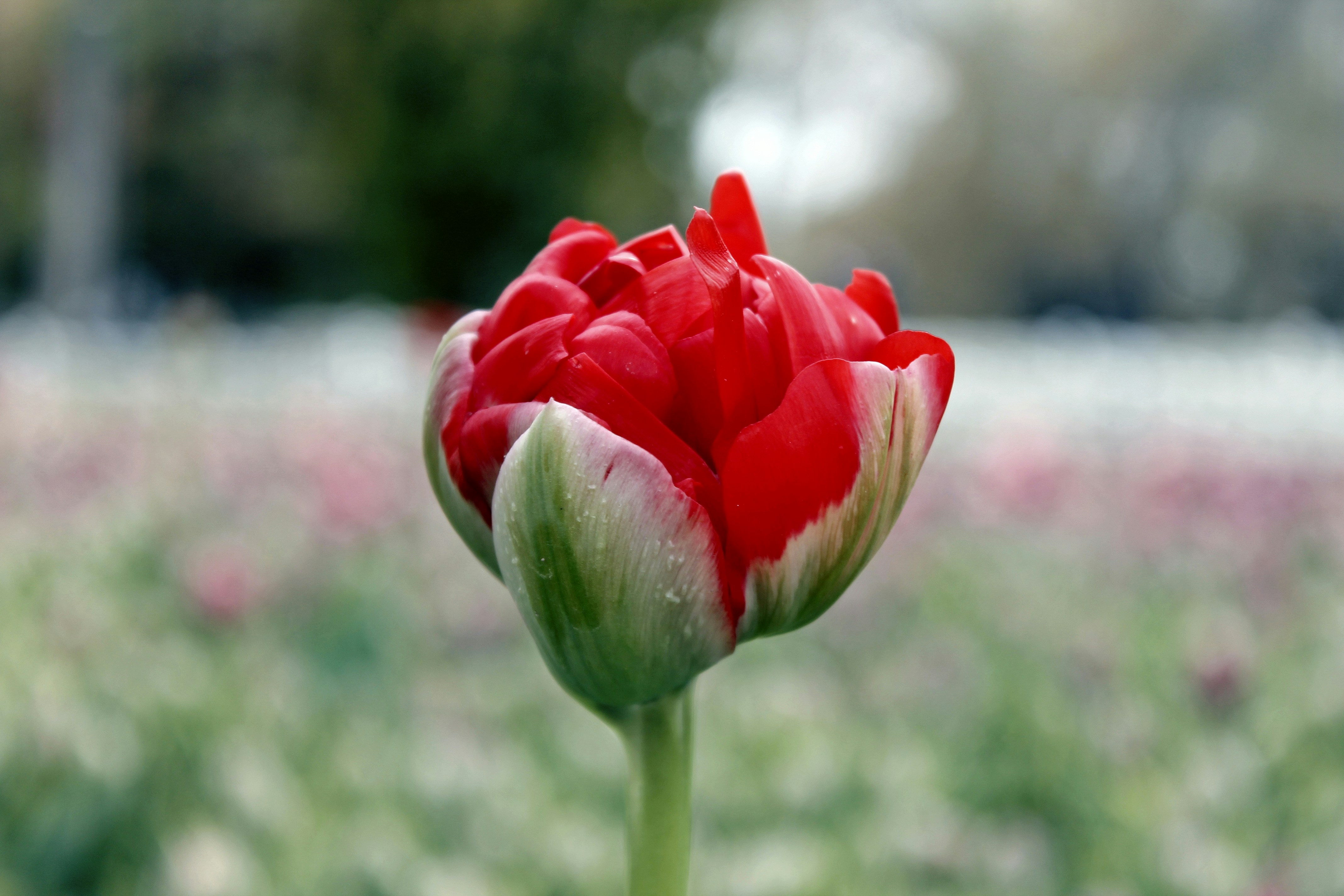 Photo by enesdemirel