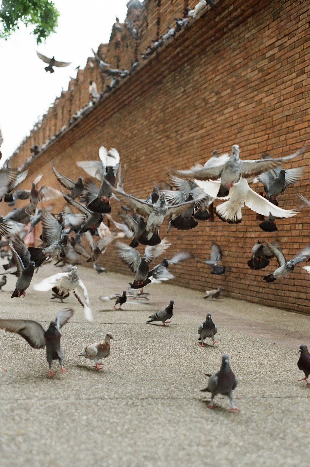 flock of white nad grey pieons