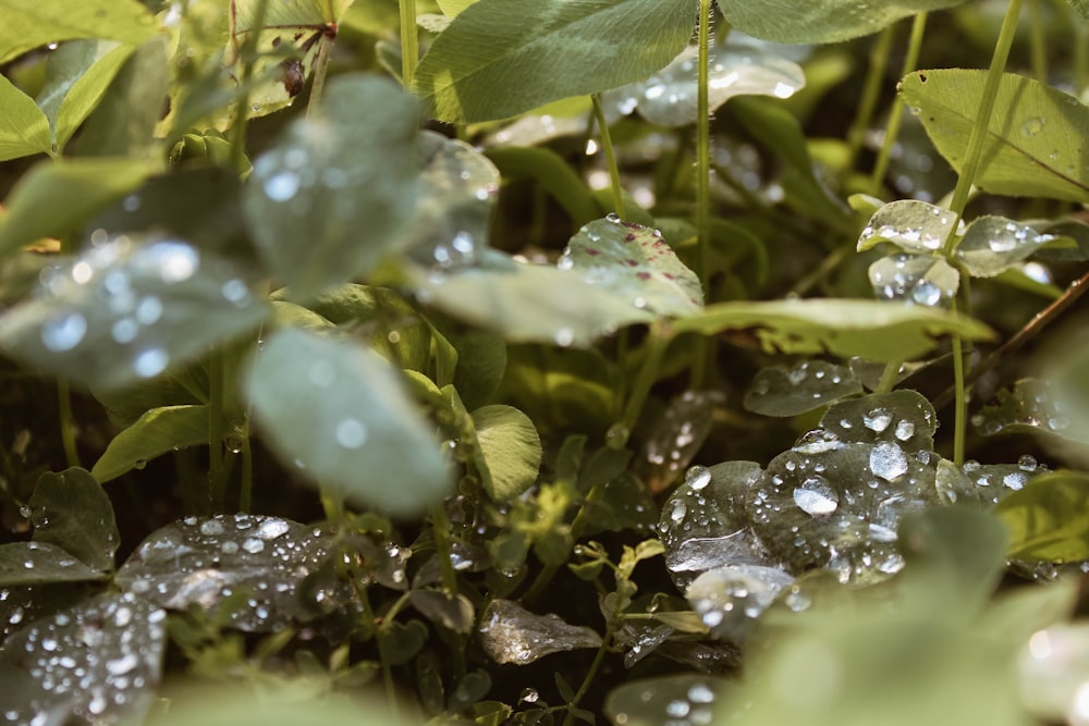 green plant