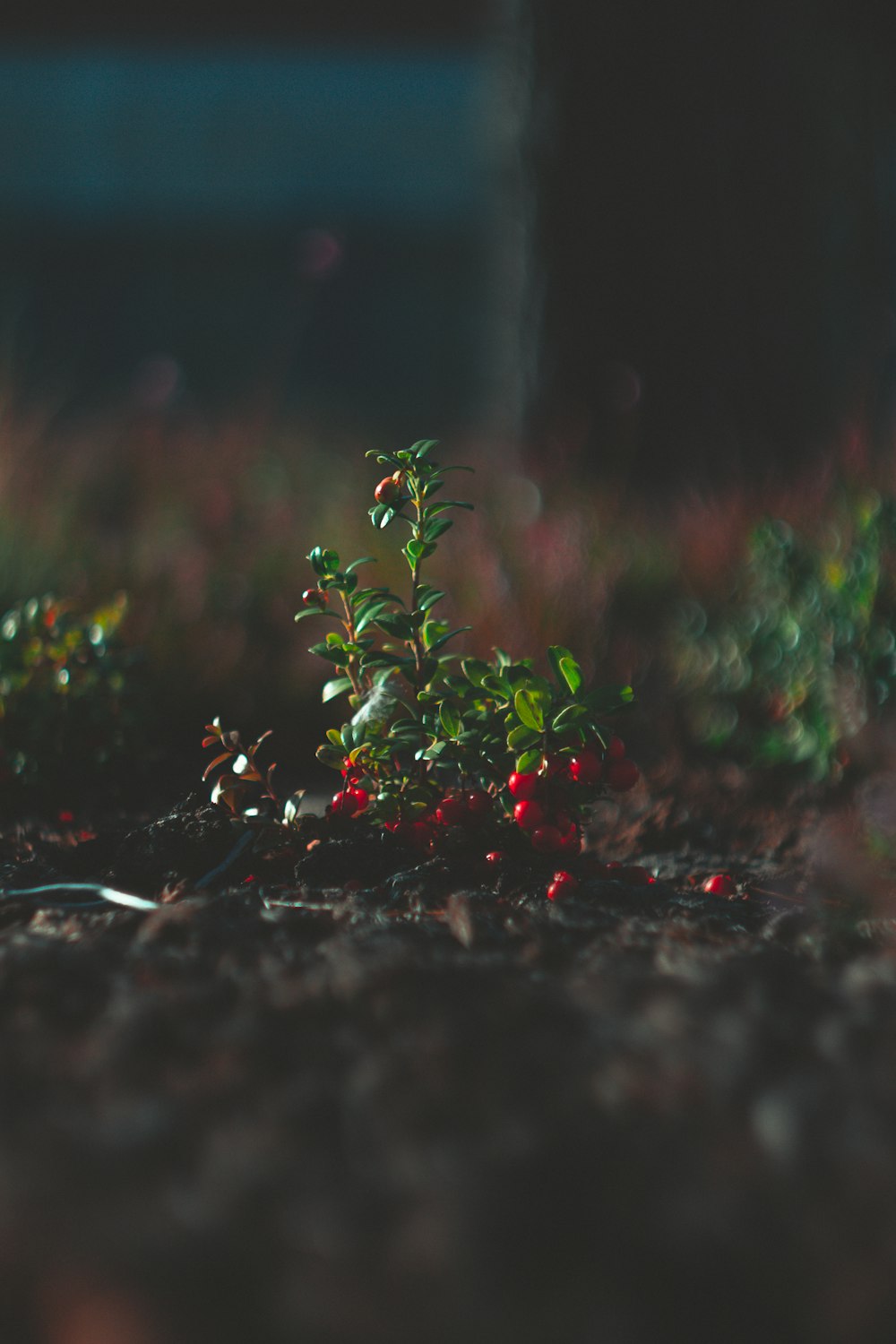 round red fruits