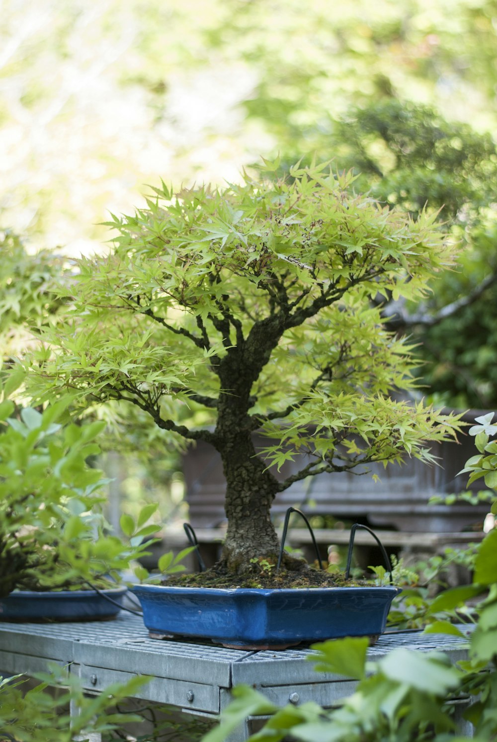 bonsai plant on table in garden
