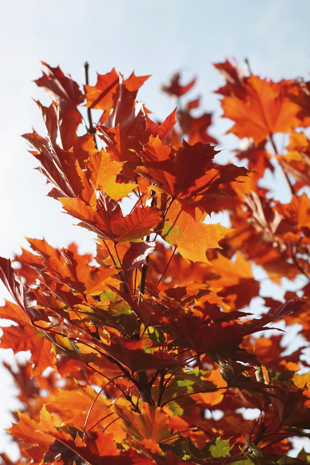 orange maple leaves