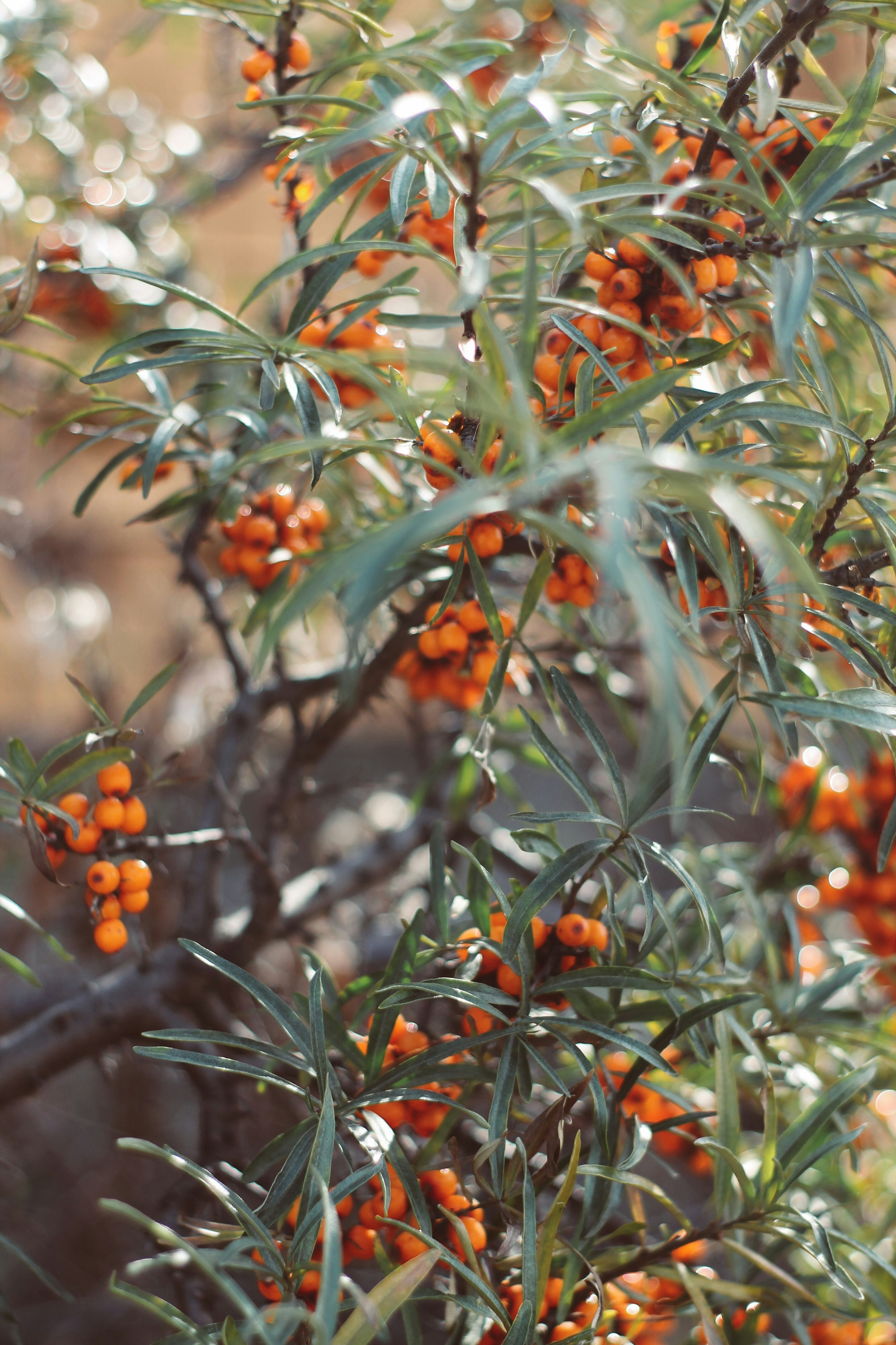 round orange fruit