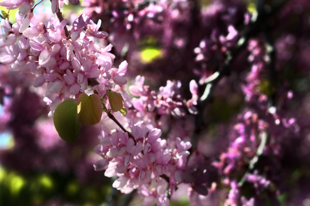 pink petaled flowers