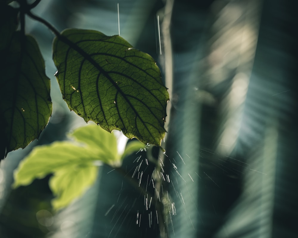 selective focus photography of drops of water dropping on leaf