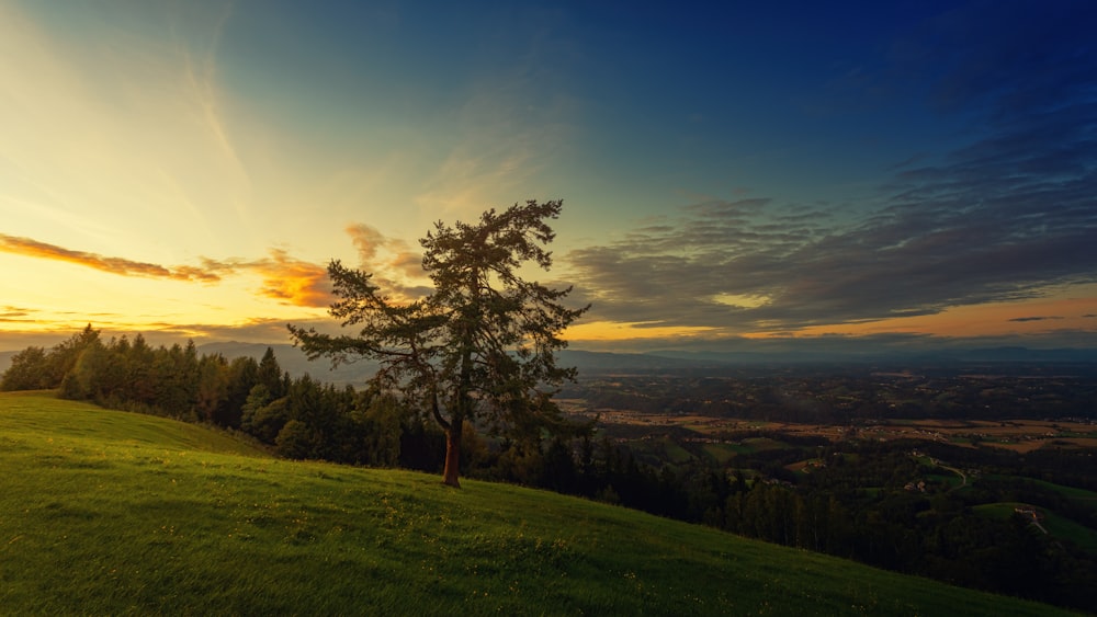 Grüner Baum tagsüber