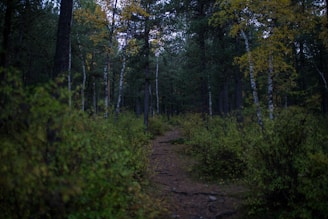 A serene nature photo from one of Prof. Dr. Seher Akbaş’s outdoor trips, showing a forest path.