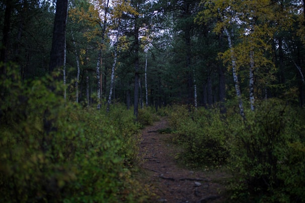 A serene nature photo from one of Prof. Dr. Seher Akbaş’s outdoor trips, showing a forest path.
