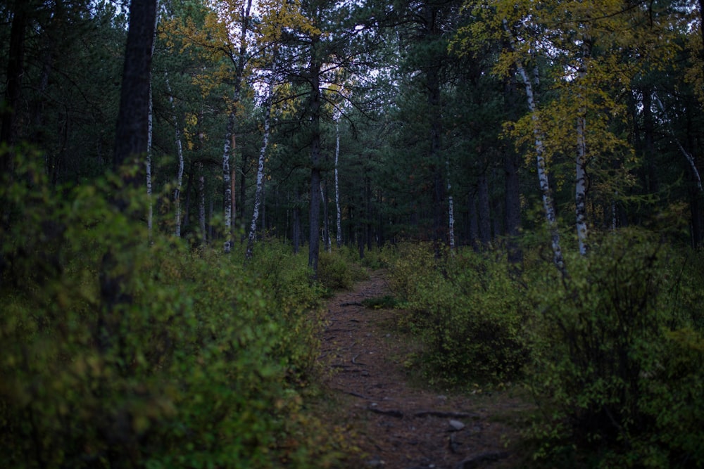 green-leafed trees during daytime