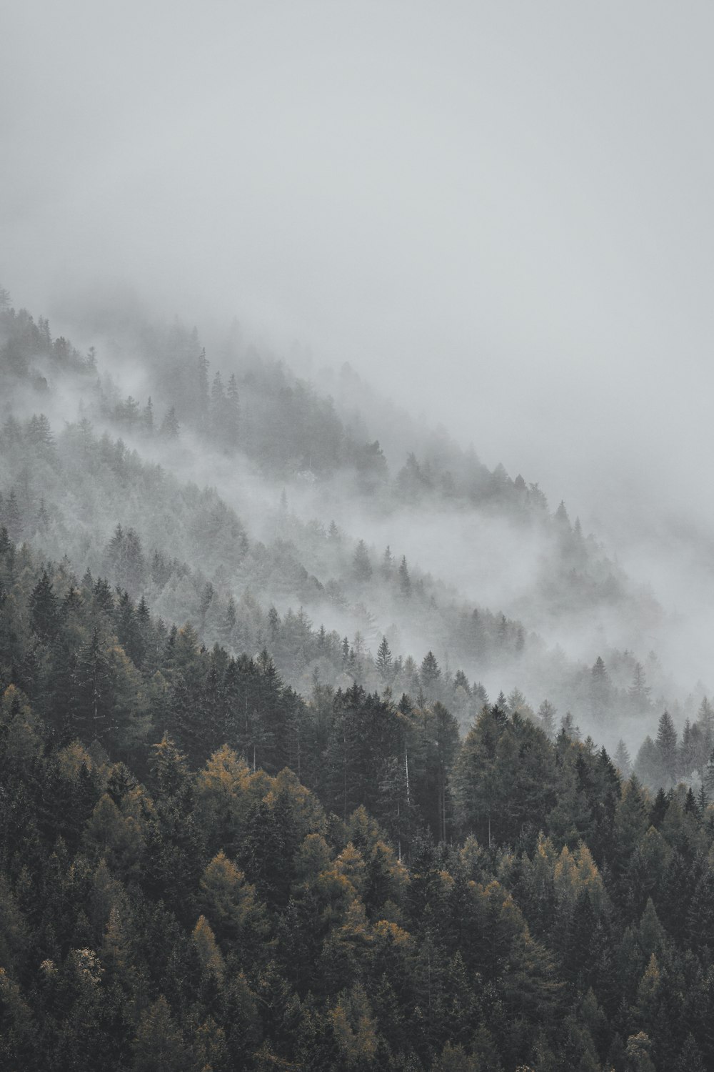 aerial photography of forest covered with snow during daytime