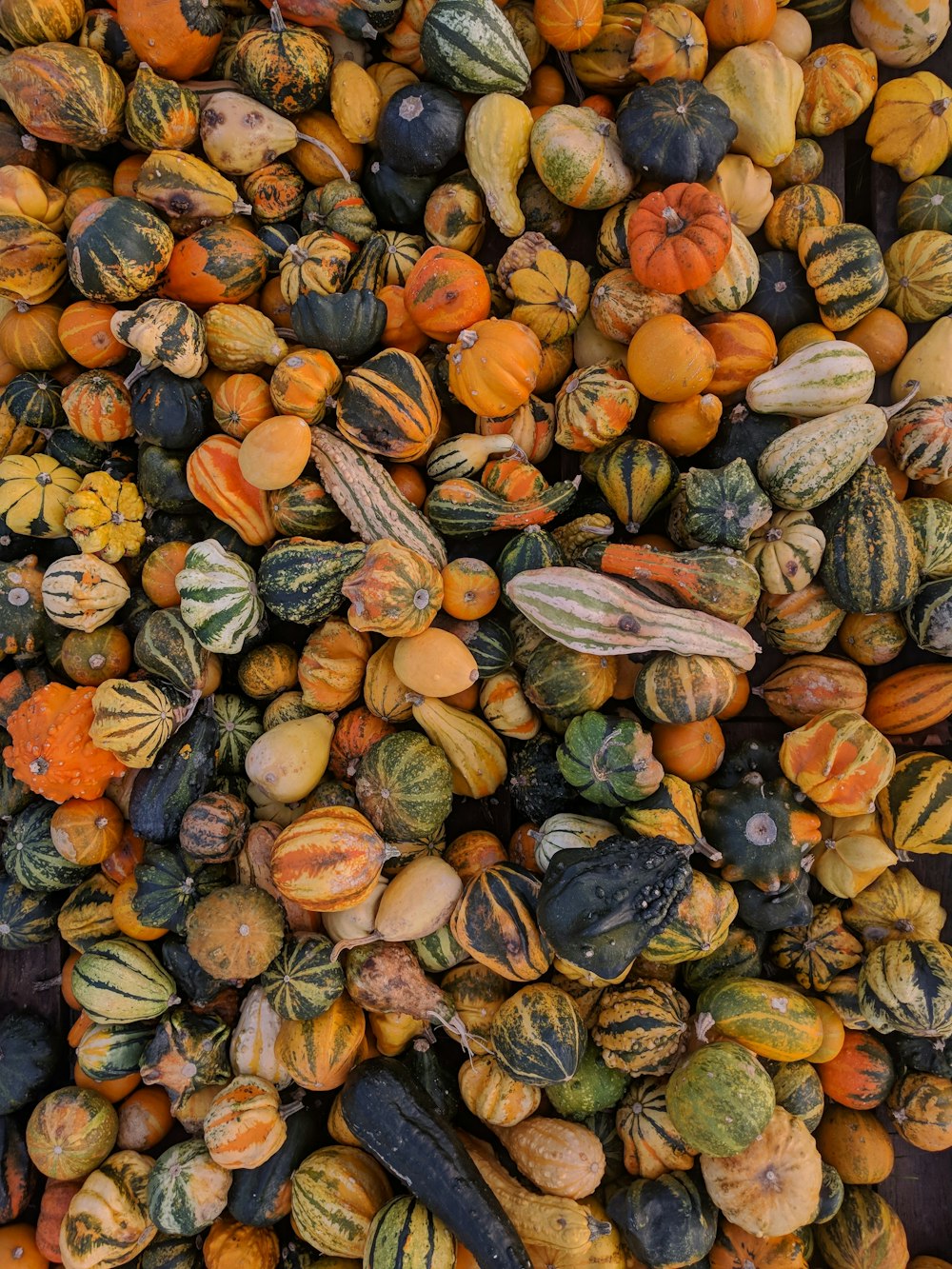 pile of pumpkins