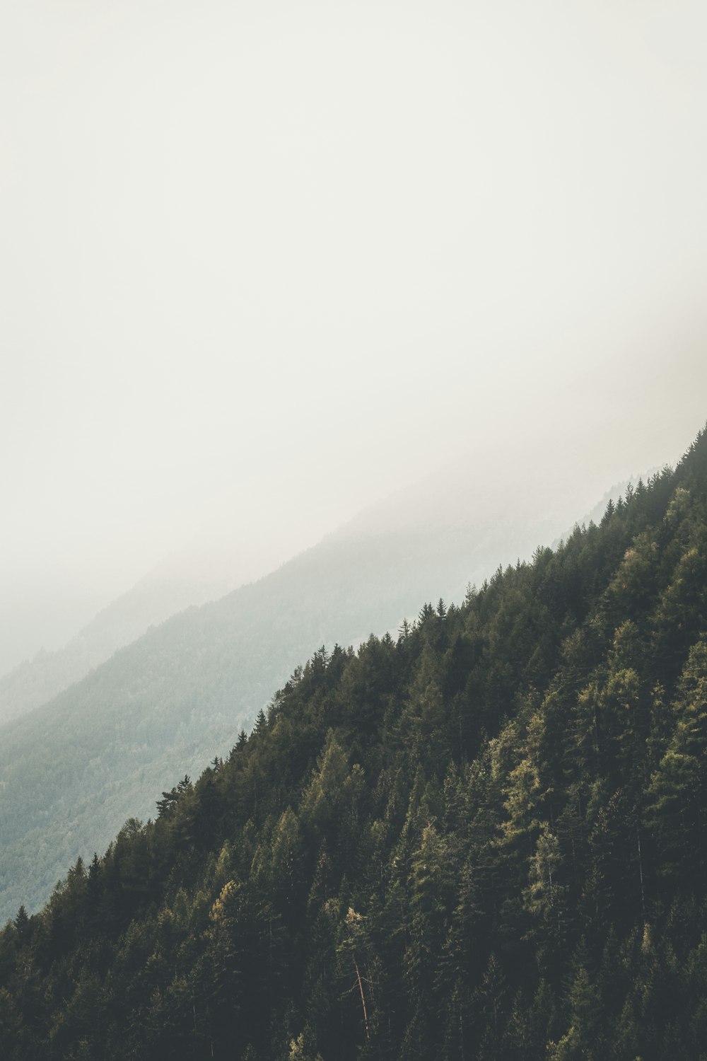 Fotografía aérea de bosques