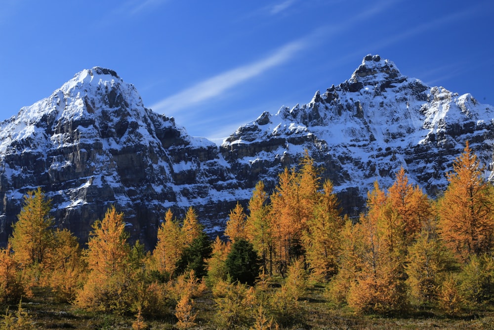 tall trees near mountain under blue sky