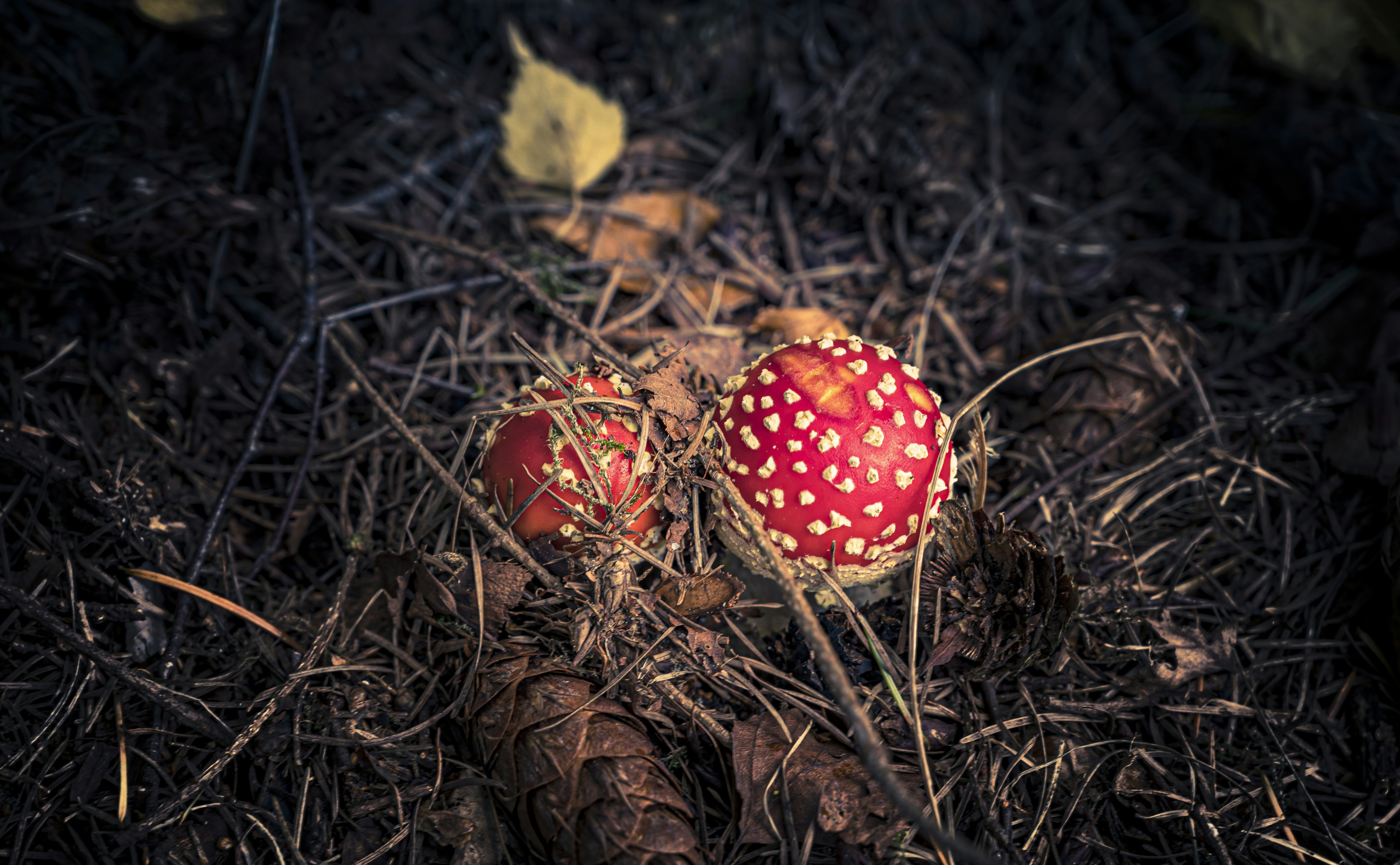 Photo by robtol