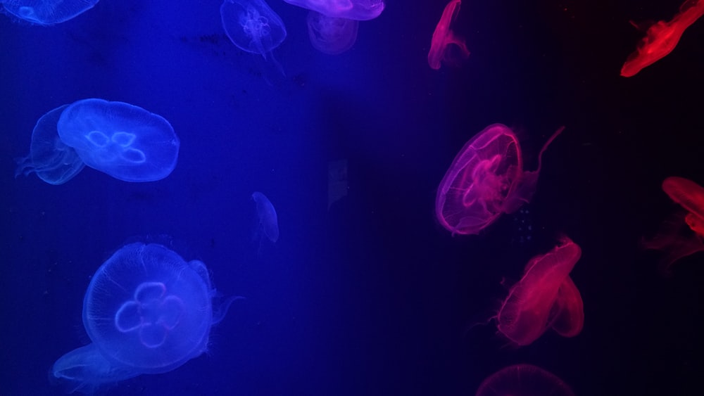 jellyfishes under water