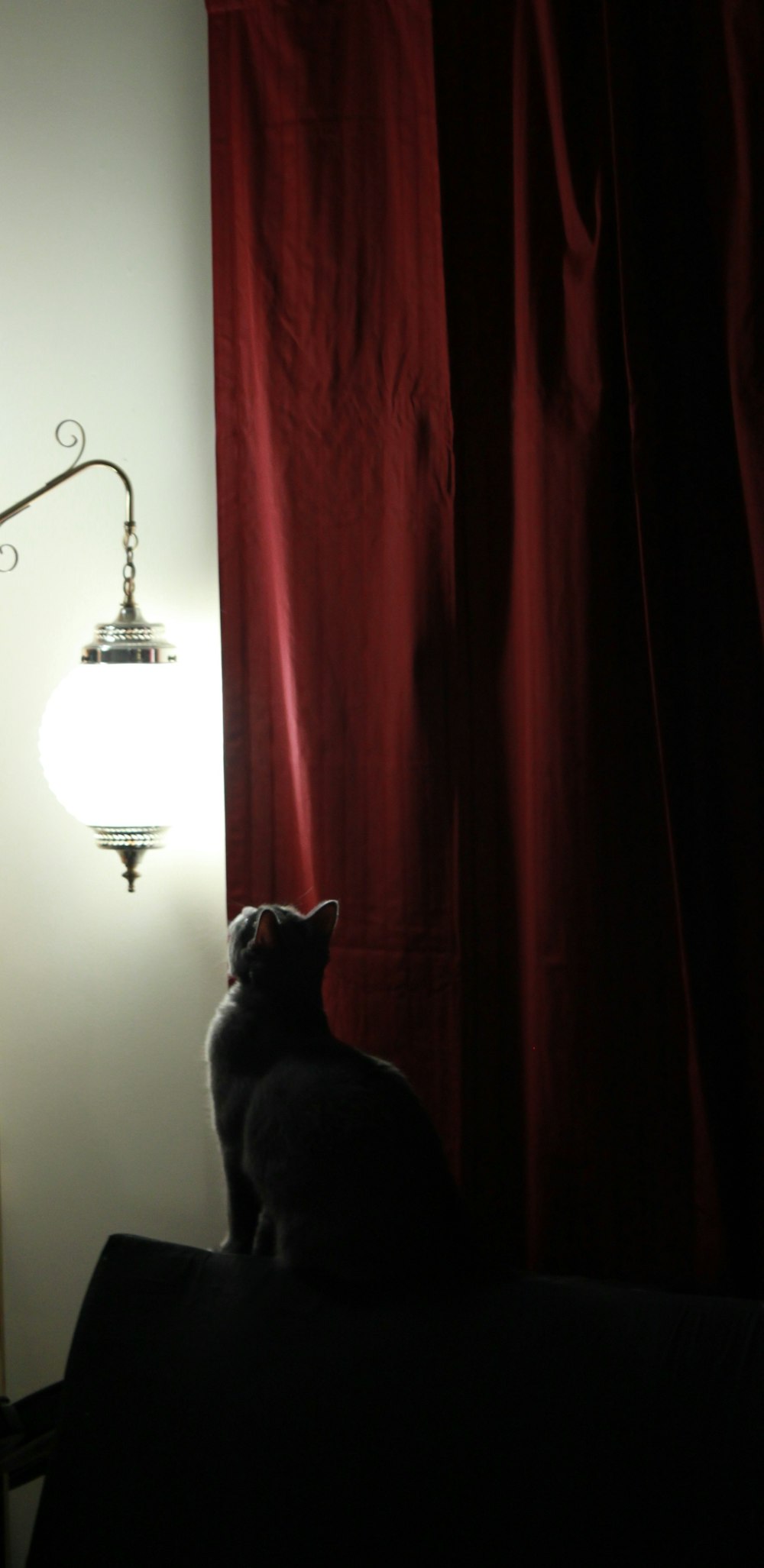 cat looking up a lantern lamp