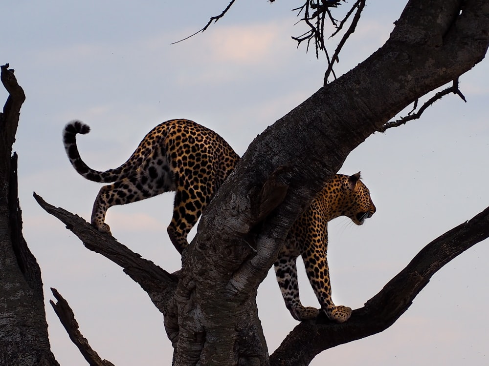 léopard au sommet d’un arbre