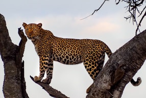 leopard on top of tree during daytime
