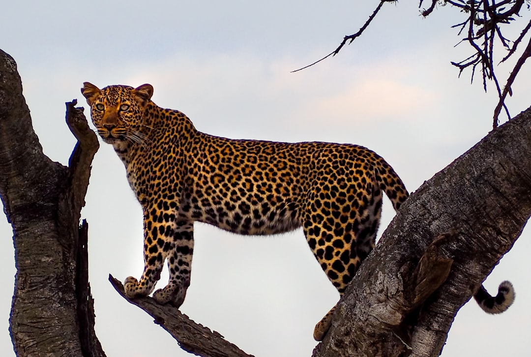  leopard on top of tree during daytime leopard