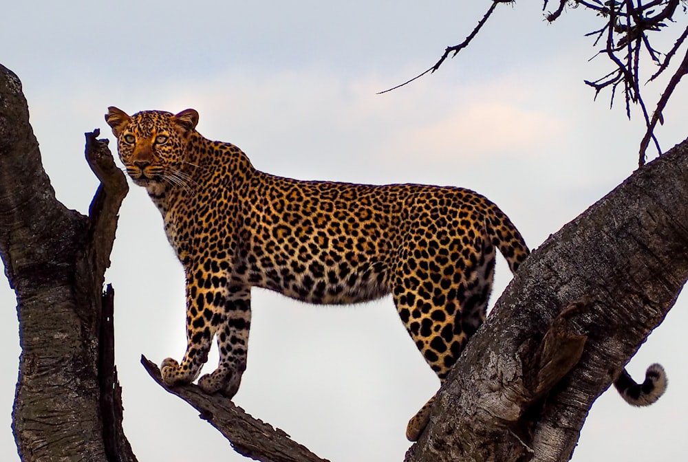 leopard on top of tree during daytime