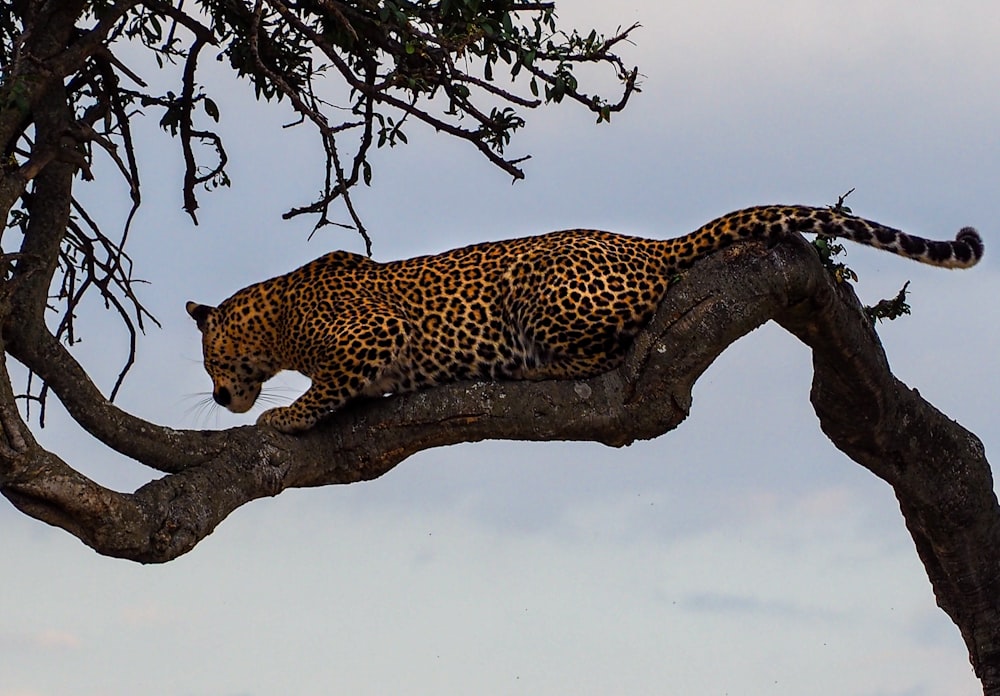 leopard on top of tree branch during daytime