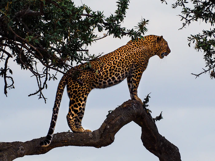 Leopard standing on a tree branch
