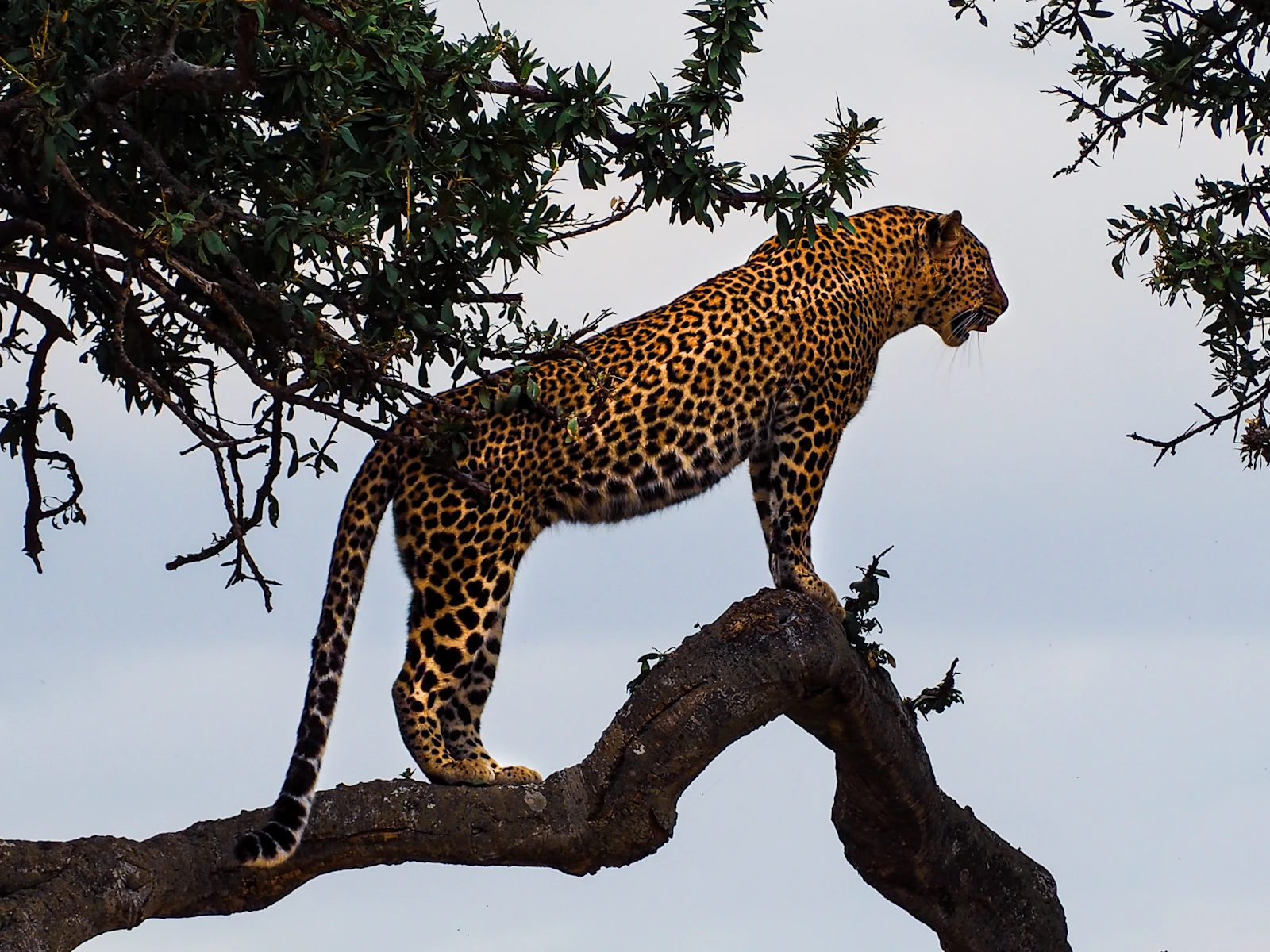 Singita Ebony Lodge