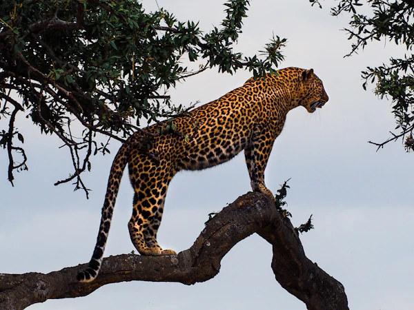 Leopard standing on a tree branch