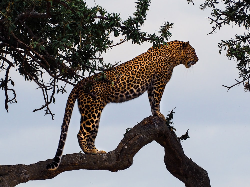 leopardo em pé em um galho de árvore
