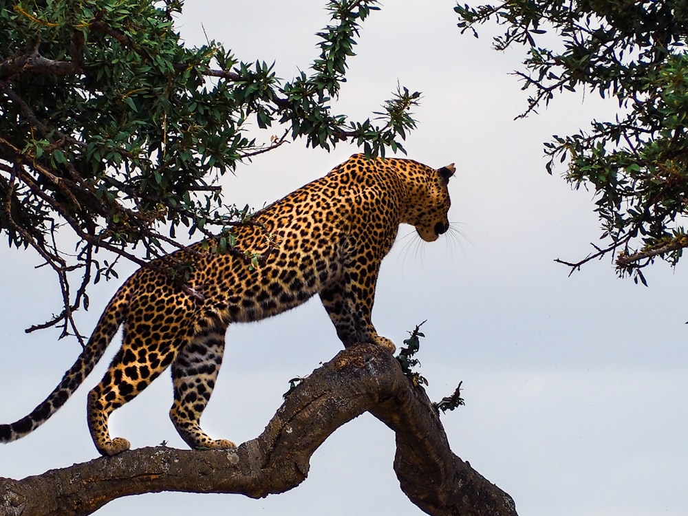 leopardo de pie en la rama de un árbol