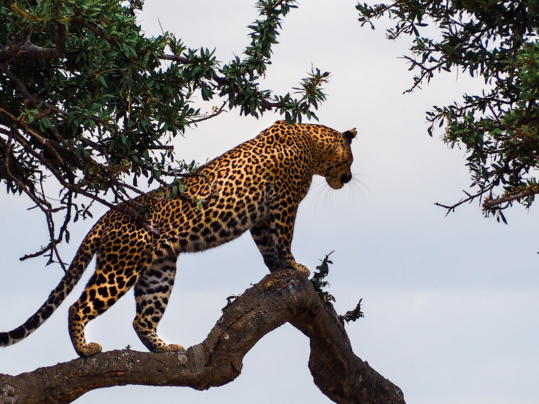 leopard standing on a tree branch, Leopard on tree in Masai Mara