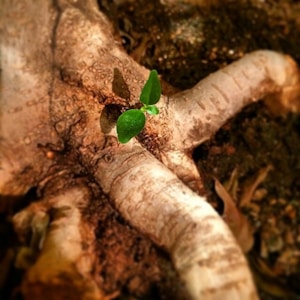 A young green plant sprouting from the base of a large tree trunk, surrounded by textured bark and soil. The focus is on the freshness and vitality of the sprout against the ruggedness of the trunk.