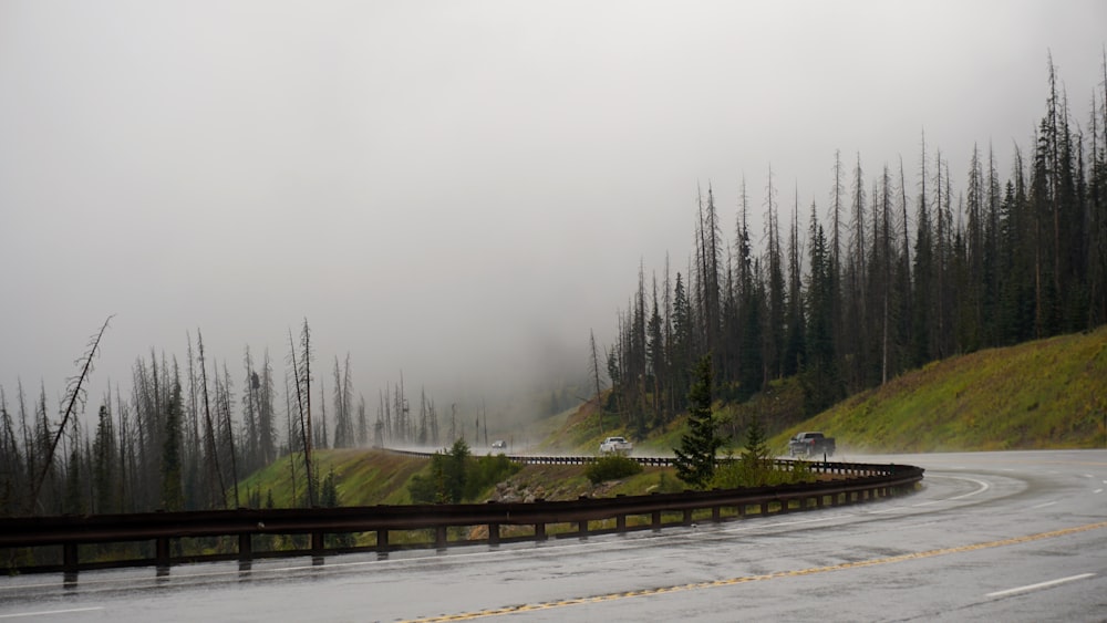 road near forest