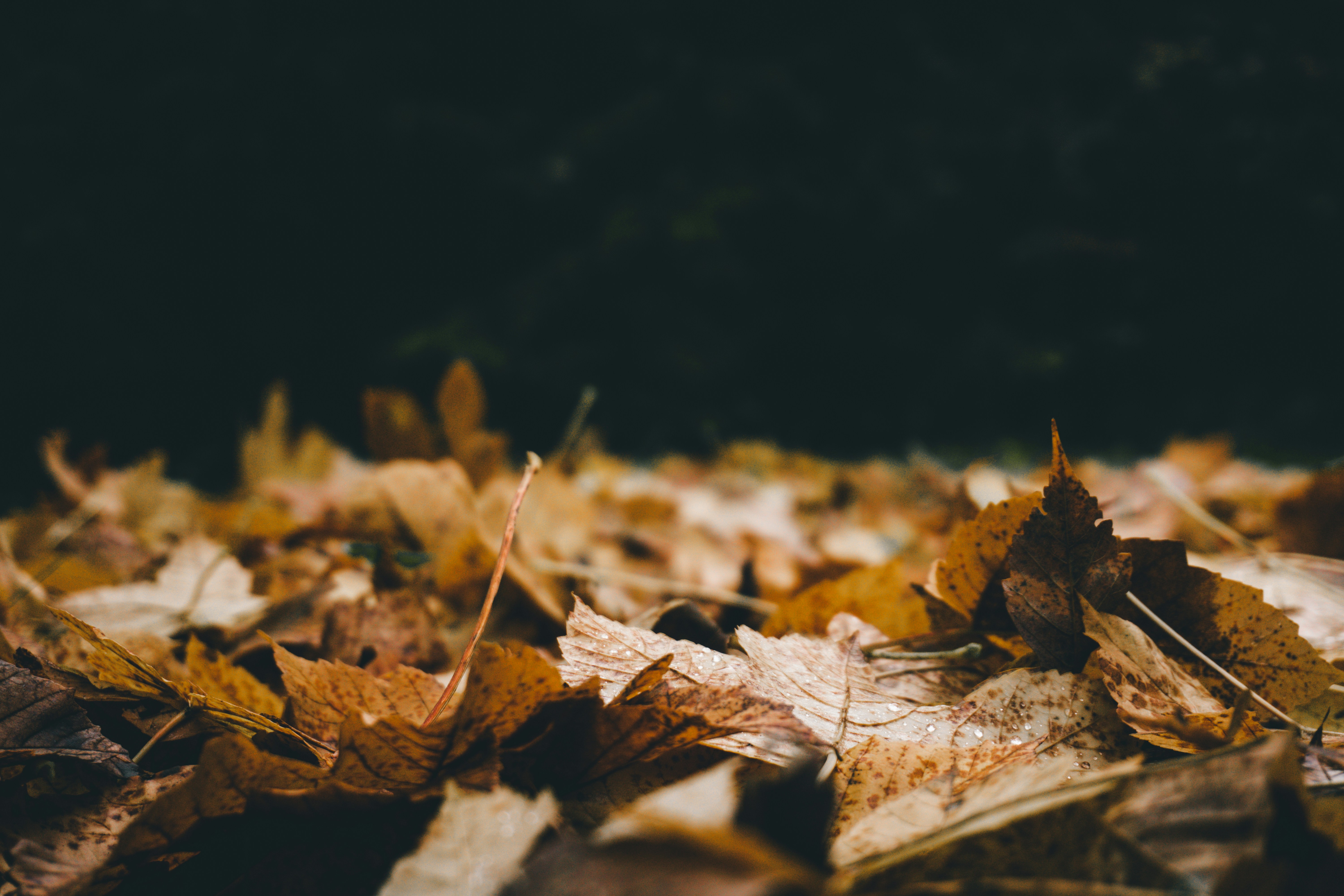 Photo by benjamin_raffetseder