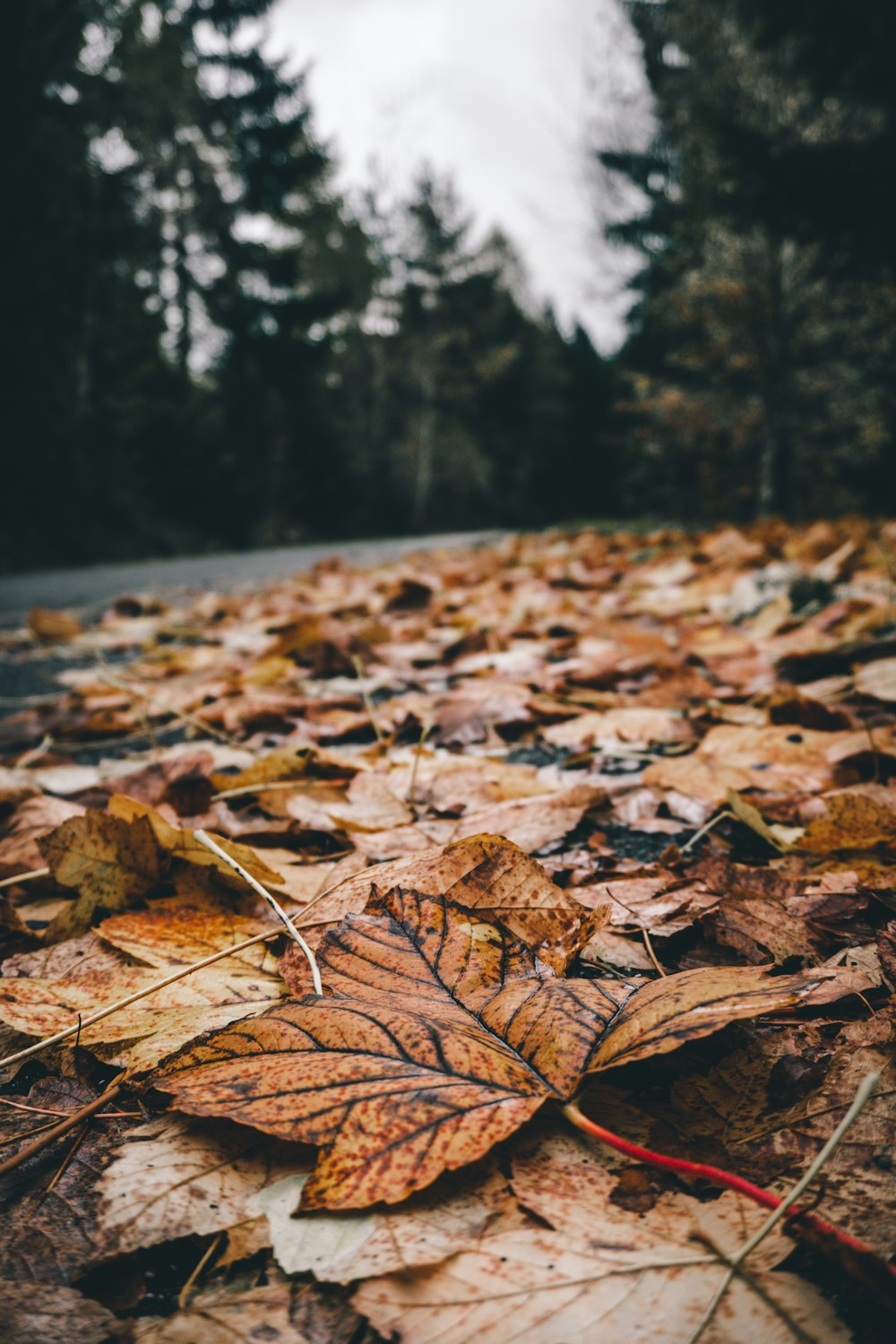 brown leaves